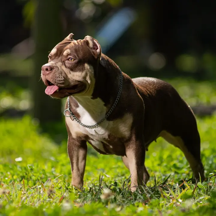 CBK EMI LA BULLY 🐶🍫