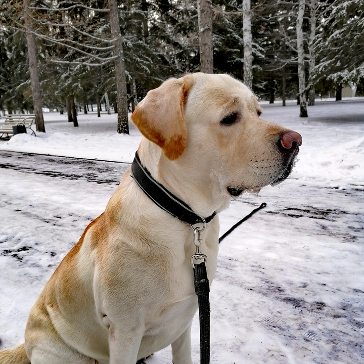 LabradorBert
