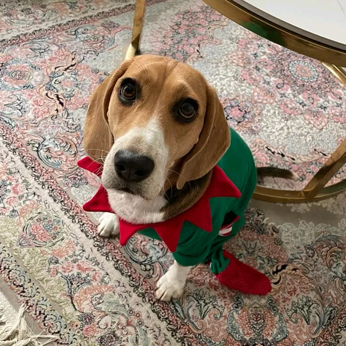 COOKY.TheQueenBeagle