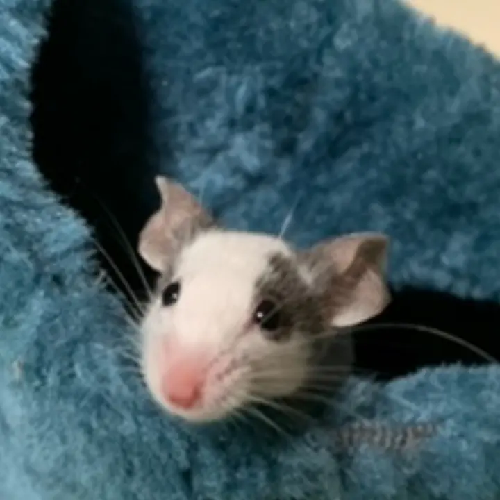 ✿ mischiefofrodents ✿