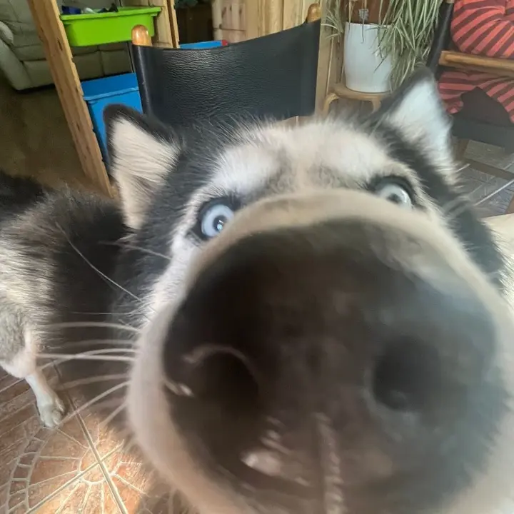 Felix
