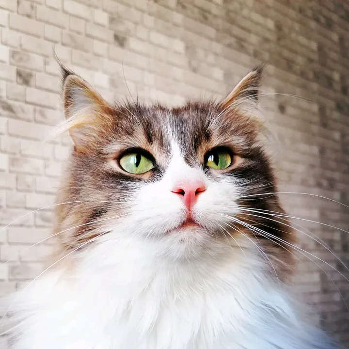 КотоВасенька