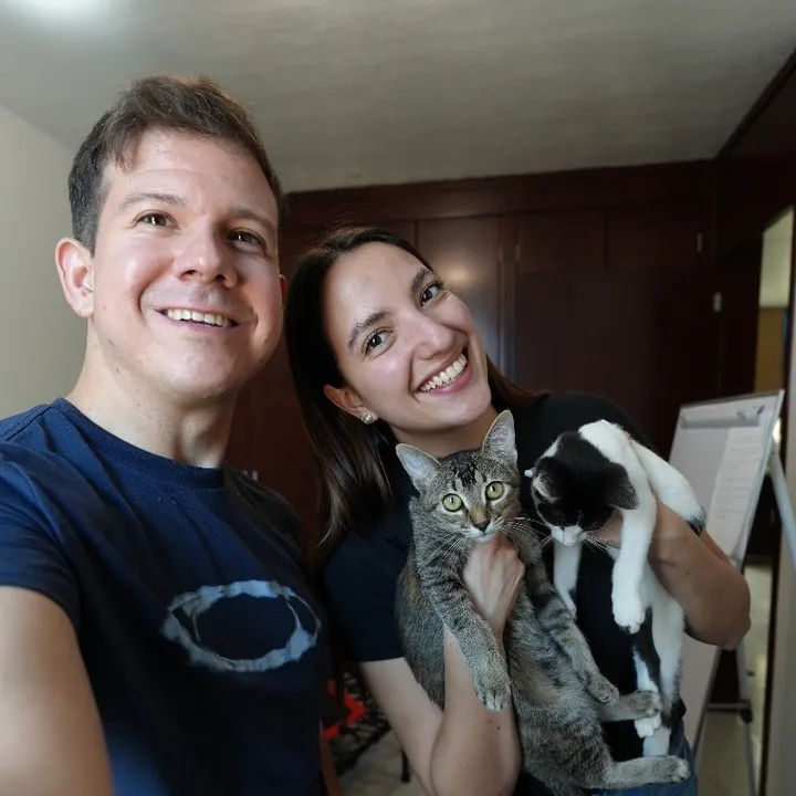 El de los gatos