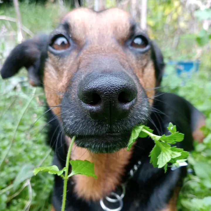 Dog community edits