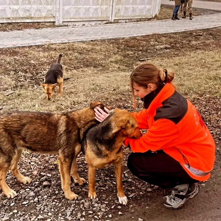 Ukraine stray dogs shelter