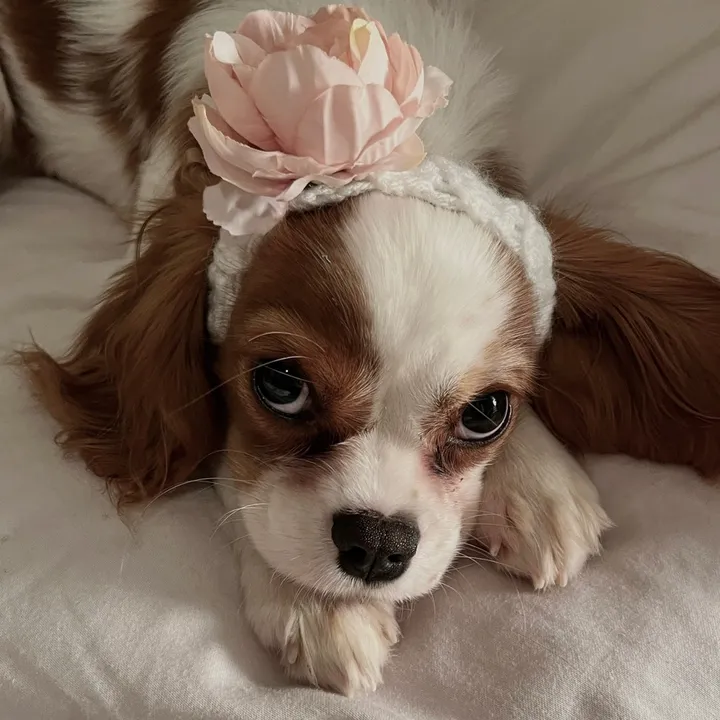 Aurora The Cavalier