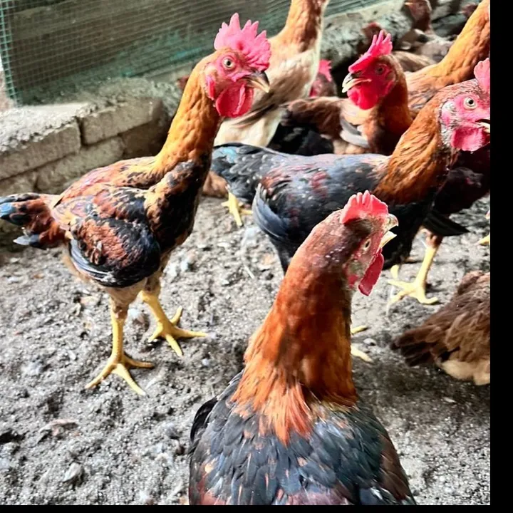Ayam kampung farm