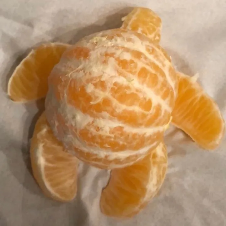 سلحفندي🍊🐢