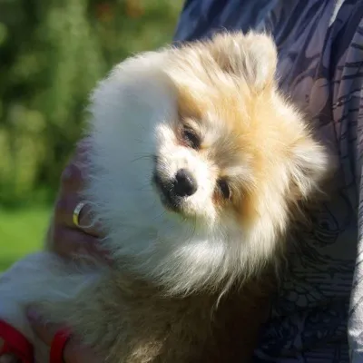 🅱🅾🅱🅾 POMERANIAN