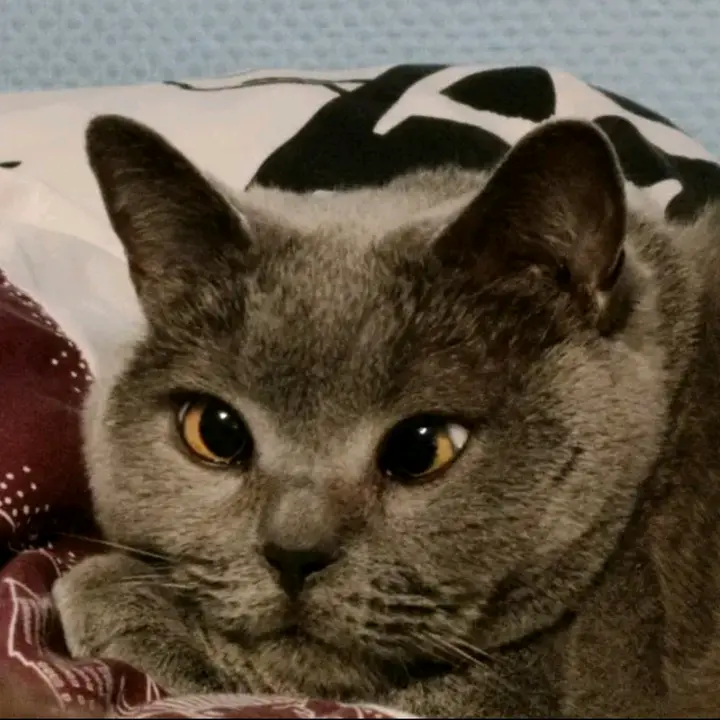 06.cat