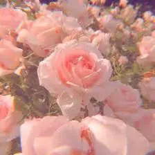 🌺 Flower asmr 🌺