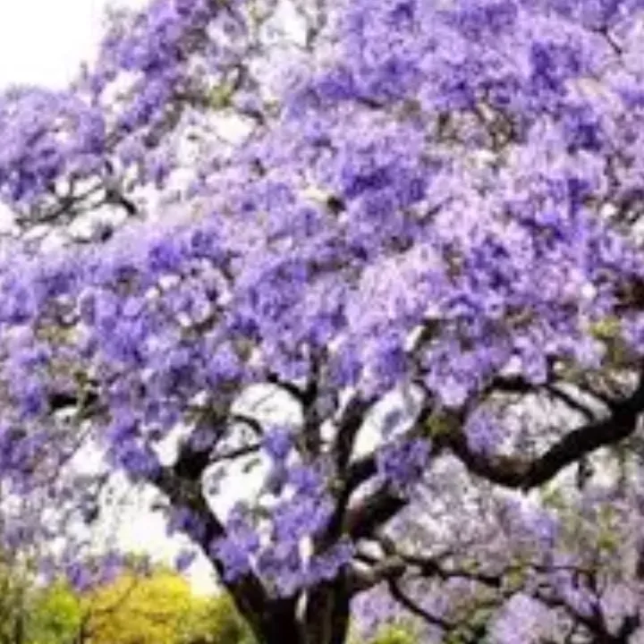 lilas🌸🌸🌸