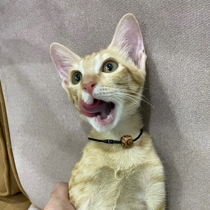 Gôn thúi Gin thủm