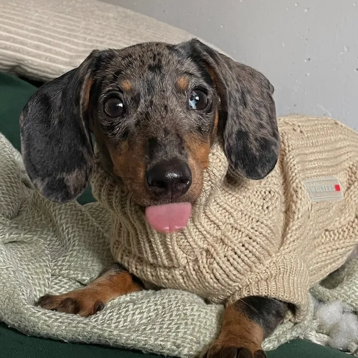 Lola aka. Ms. Glubtubus Wubus