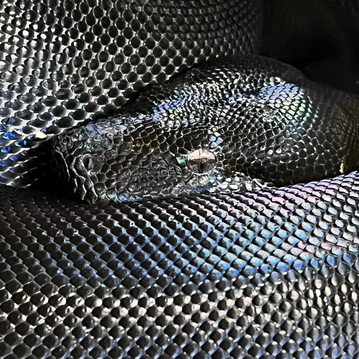 Constrictors_Lovers