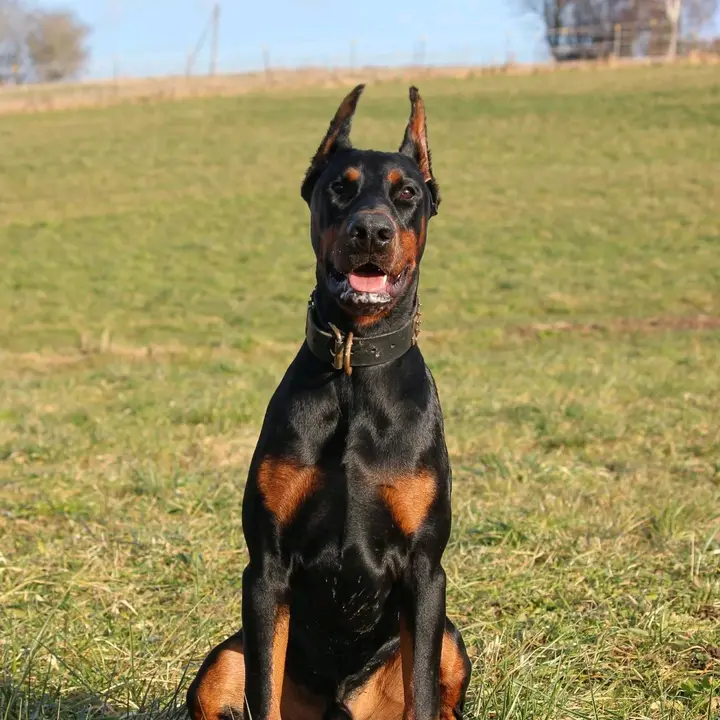 Doberman_vaios