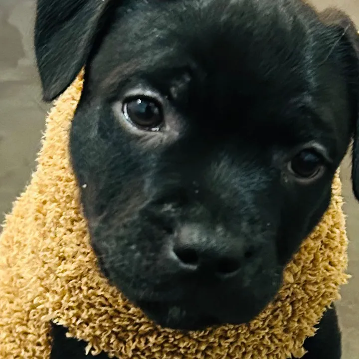 Zolo the staffy