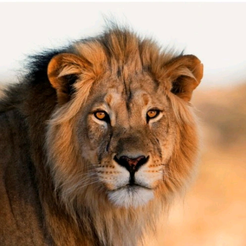 King is Back👑🦁