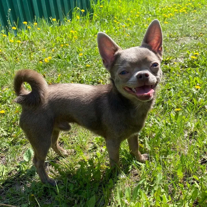 Жужа и Илюша 🐶