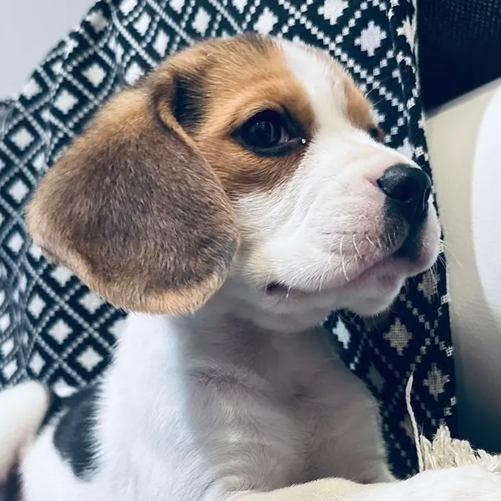 Lajla_the_beagle & Family🇵🇱
