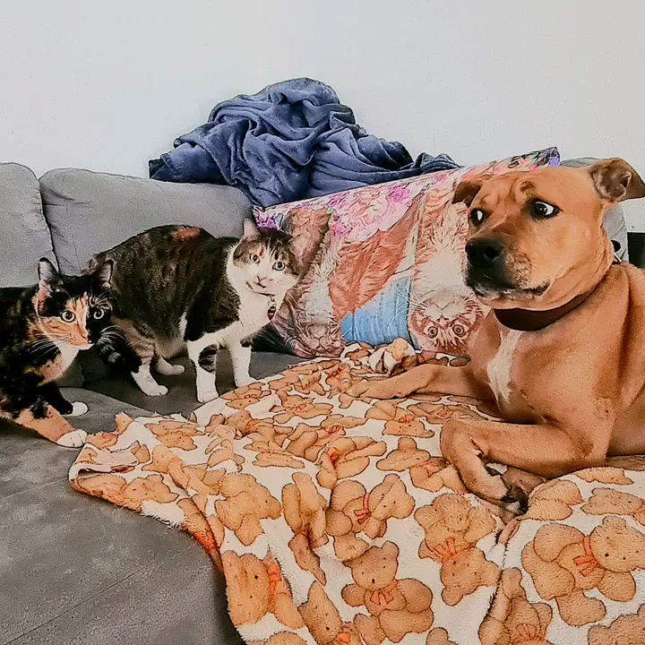 un cane e due gatte pazze🤪
