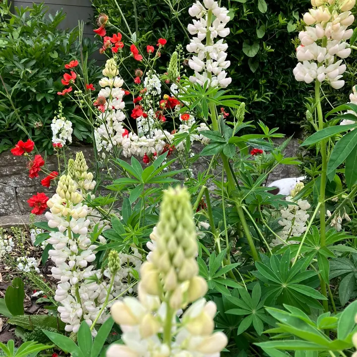 Abbie’s Garden 👒🌸🌱