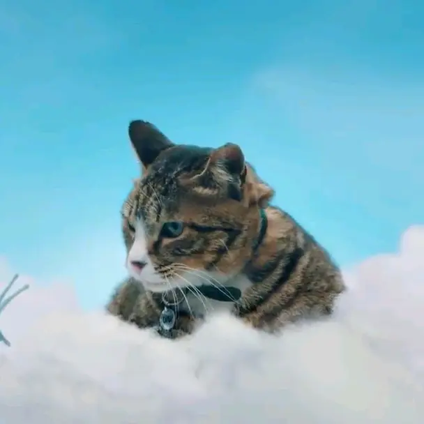 El Gato de las Weeekly 🐈