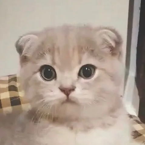 ไทเกอร์มินิมอล คับผม