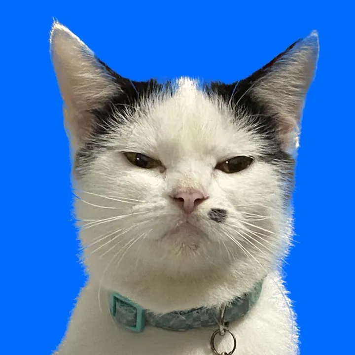 FUNNY CAT