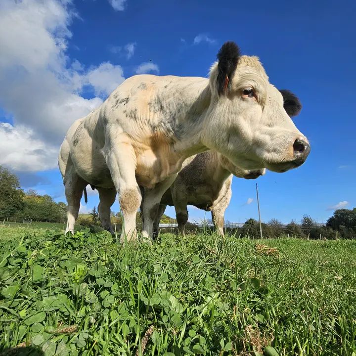 🌽🚜AGRIPAULY 🐄🤪