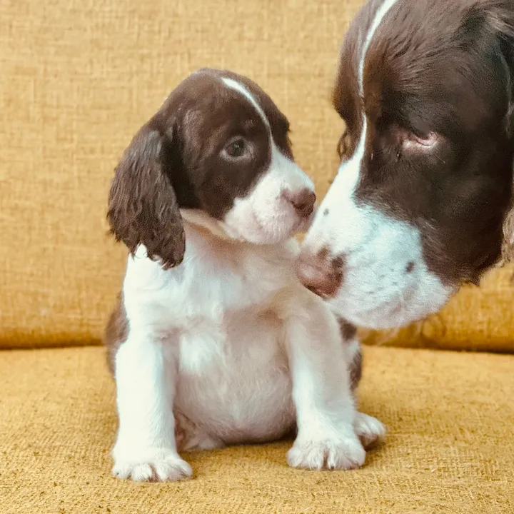 Our Springer Spaniel Puppies!
