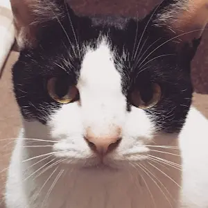 CATらいふ★ガチャ