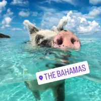 The Bahamas Group