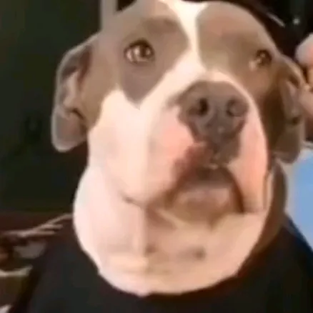 soy tan guapo que