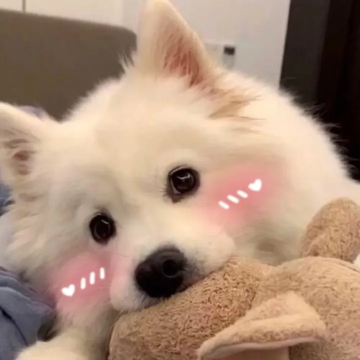 funnyncute_petsupply