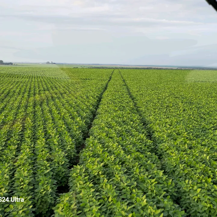 NESTOR DO AGRO 🇧🇷🇧🇷🇧🇷