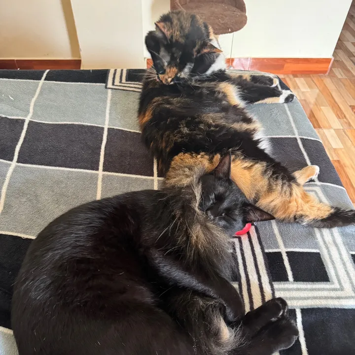 Abogato y Mirko