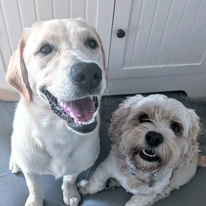 Rocky and Willow