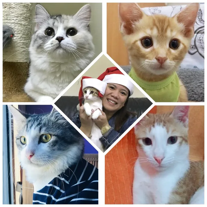 chie_and_kitties