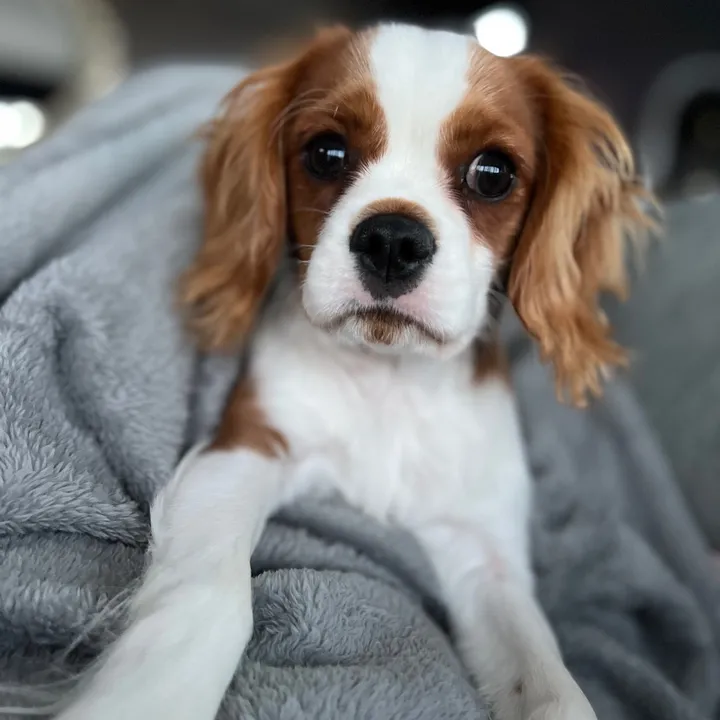 LuckyCav ลัคกี้คา๊บลัคกี้ครับ