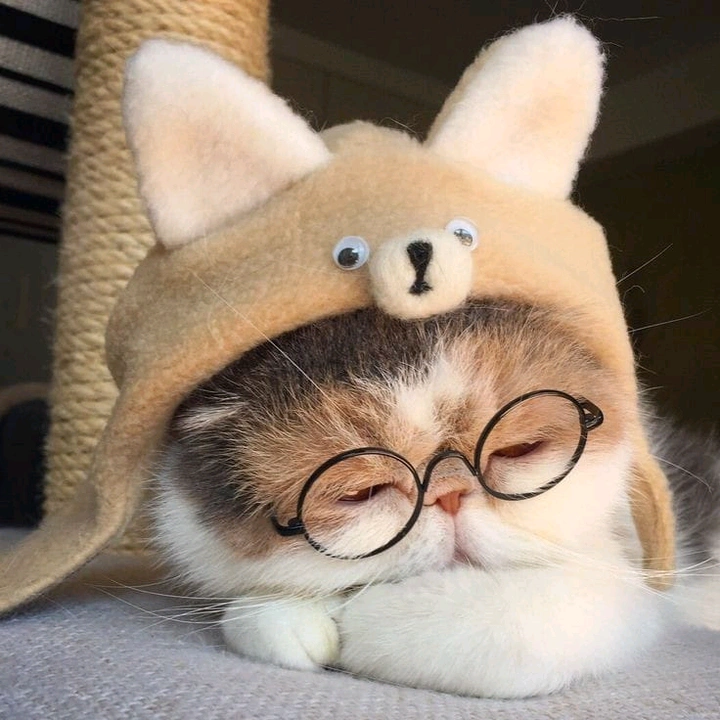 Тут тигрята