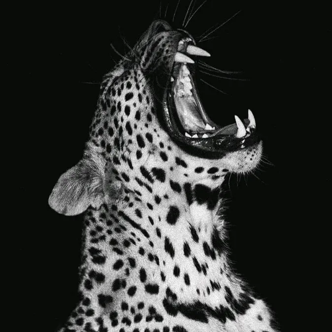 🐆