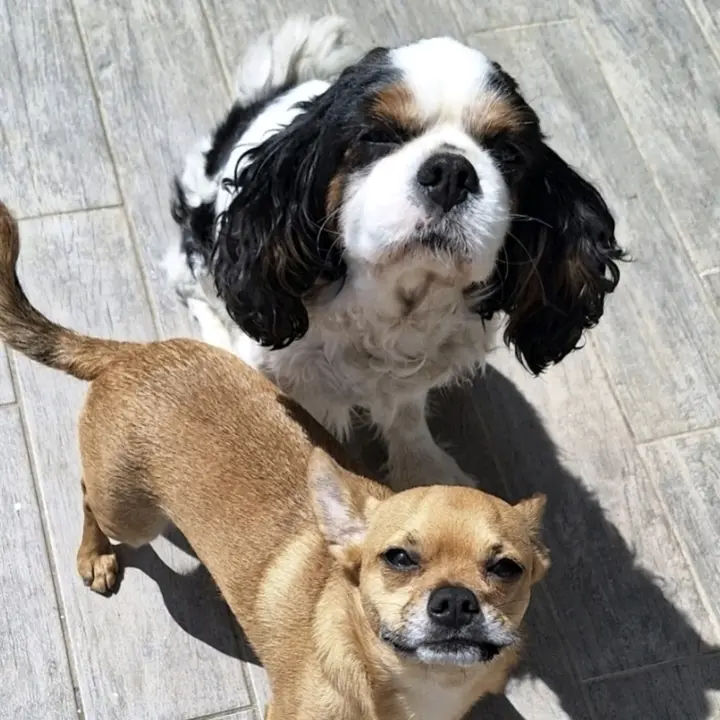 Adriaִ ࣪𖤐✮𐂃•ﻌ•🎸⋆⭒˚｡⋆⭒