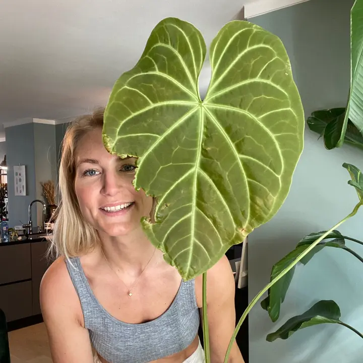 Plantevibes