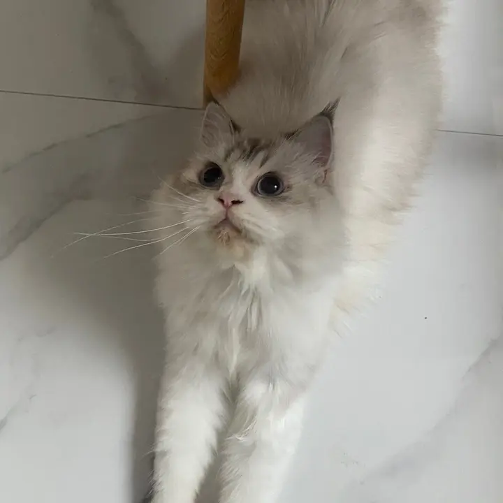 alinsia
