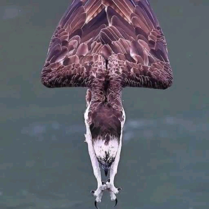 Ynchaquel😝🥴🤔