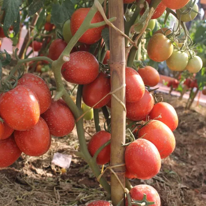 AGROVISIONSHEFARMERS