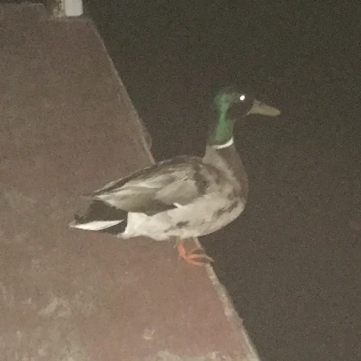 SB