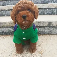 simba
