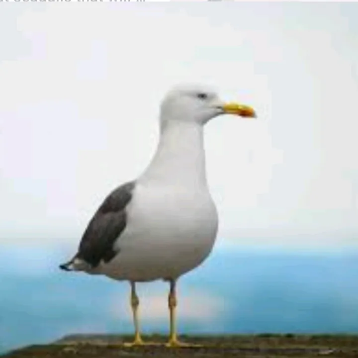 Based_Seagull